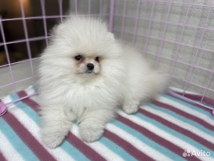 Щенки померанского шпица белые, кремовые минимишки