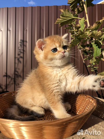 Котята британские золотые шиншиллы