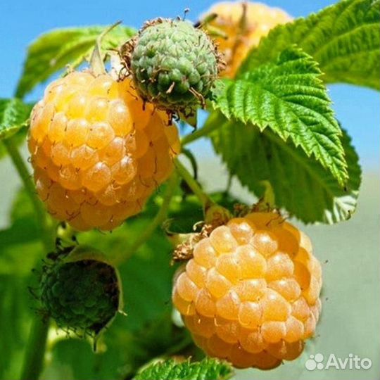 Малина Желтый гигант
