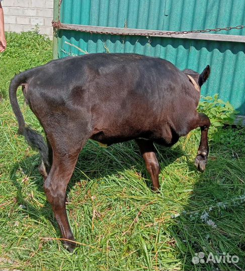 Продается телка