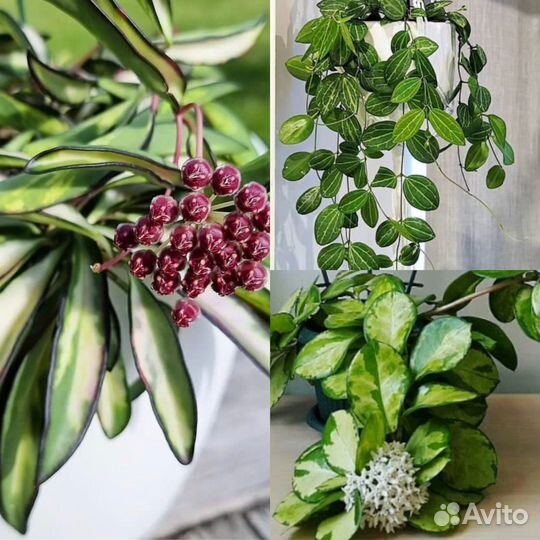 Хойи сортовые