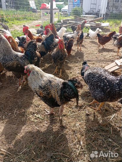 Молодые петухи