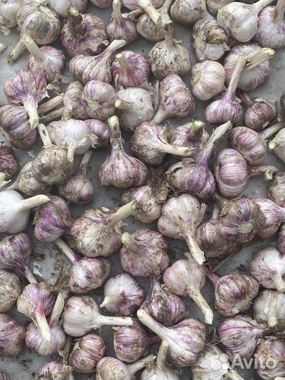 Чеснок домашний