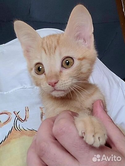 Котята в дар