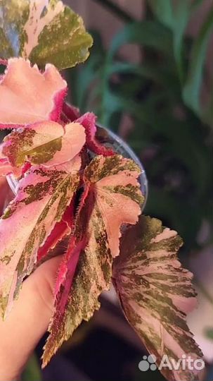 Фиттонии/стимулятор