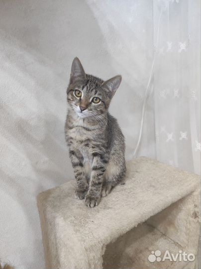 Котёнок