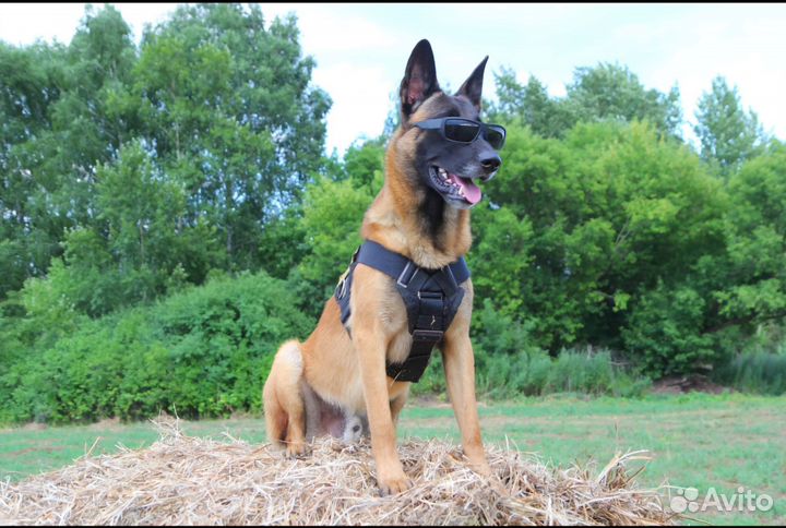 Щенки бельгийской овчарки малинуа