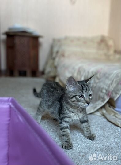 Котенок ищет дом