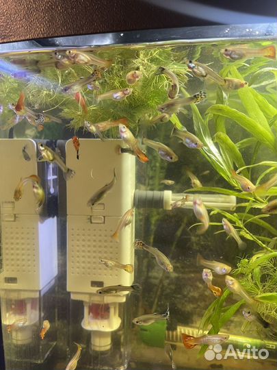 Аквариумные рыбки гуппи