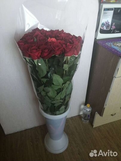 Розы домашние Курские