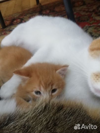 Котик 1 месяц, в добрые ручки