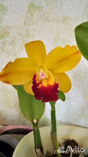 Орхидея каттлея