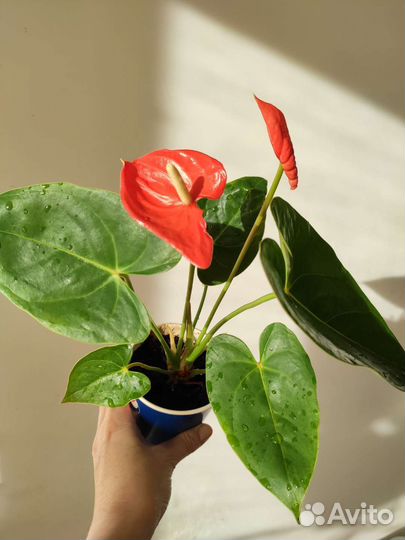 Антуриум красный