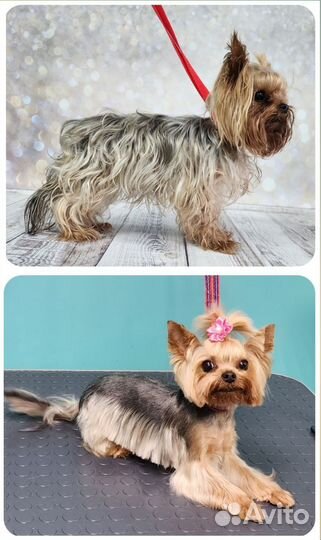 Грумер стрижка собак