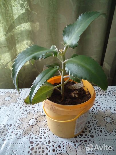 Алоэ столетник; живое дерево; золотой ус - отводки