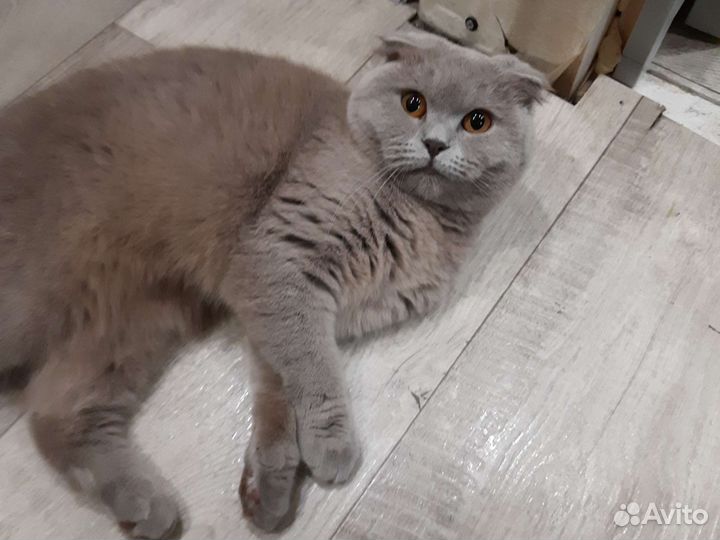 Британский вислоухая