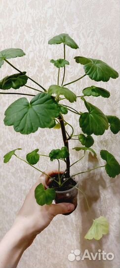 Герань пеларгония розебудная