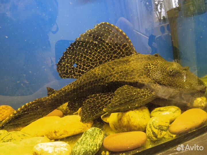 Парчовый сом