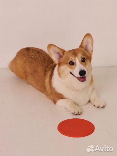 Модель на съемку корги