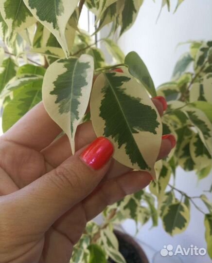 Фикус бенджамина