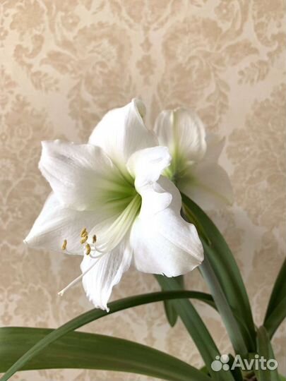 Гиппеаструм