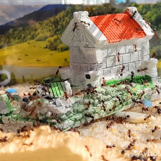 Муравьиная ферма Стандарт (Новые)