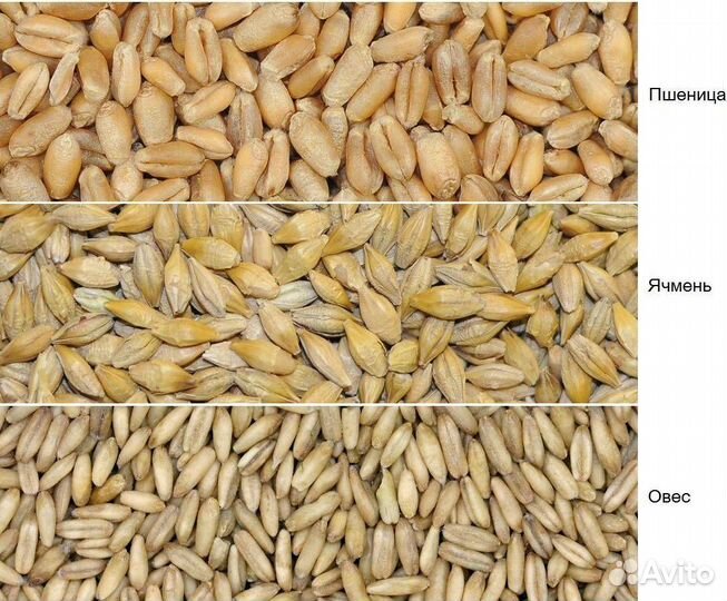 Комбикорма и Кормовые добавки для с/х животных