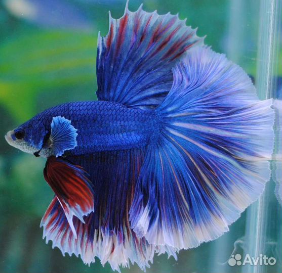 Рыба петушок