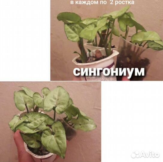 Комнатные растения