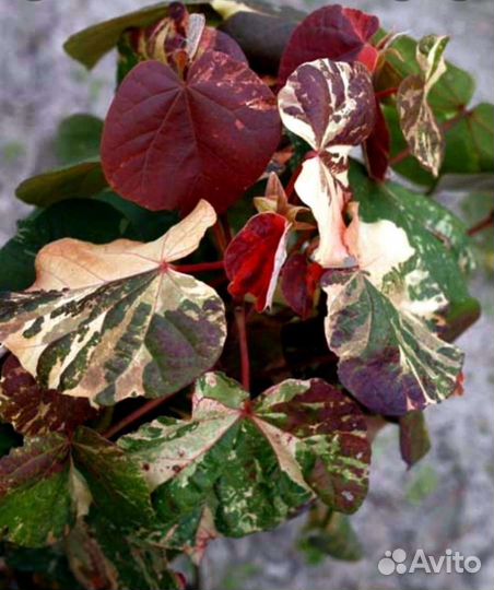 Гибискусы сортовые