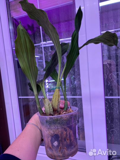 Coelogyne velutina white