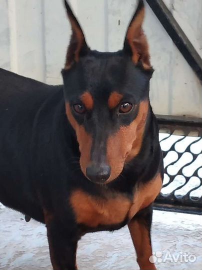 Щенки цвергпинчера