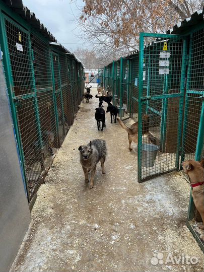 Собаки из приюта ждут вас