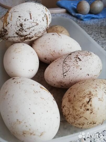 Инкубационные яйцо гусей, индоуток