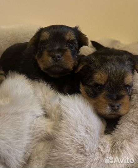 Йоркширский терьер щенки
