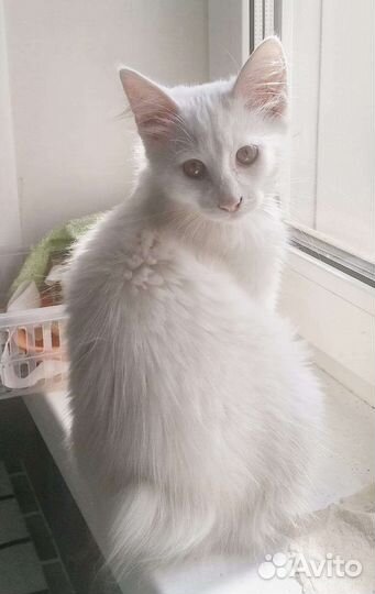 Котята курильского бобтейла