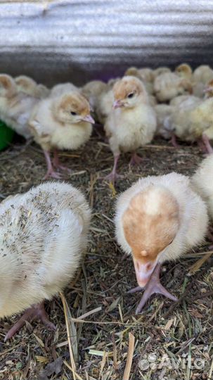 Индюшата суточные/недельные