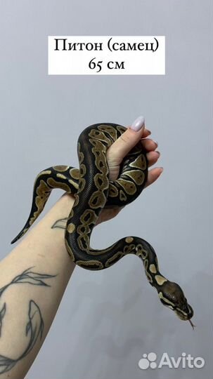 Аренда животных