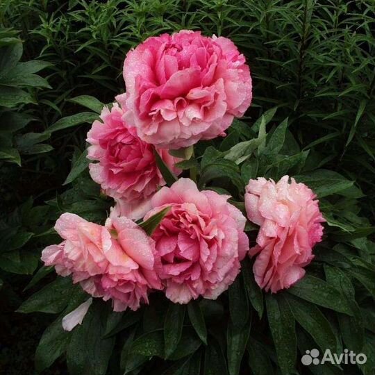 Пионы 13 сортов