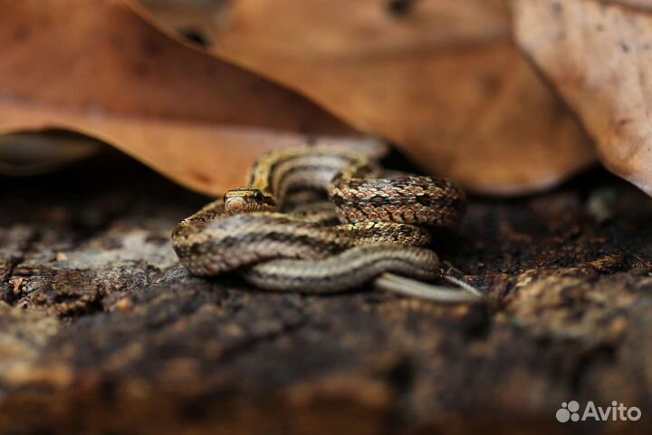 Узорчатые полозы. Змеи для новичков