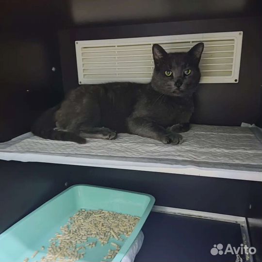 Ищет дом кот, травма лапы. Некуда идти из клиники