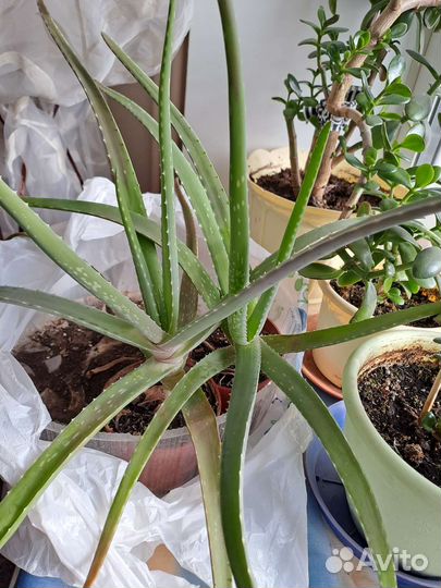 Комнатные цветы алоэ