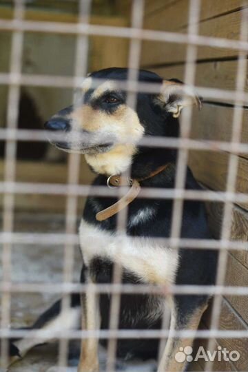 Молодая собака Мэй с бездонной тоской в глазах