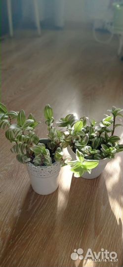 Традесканция