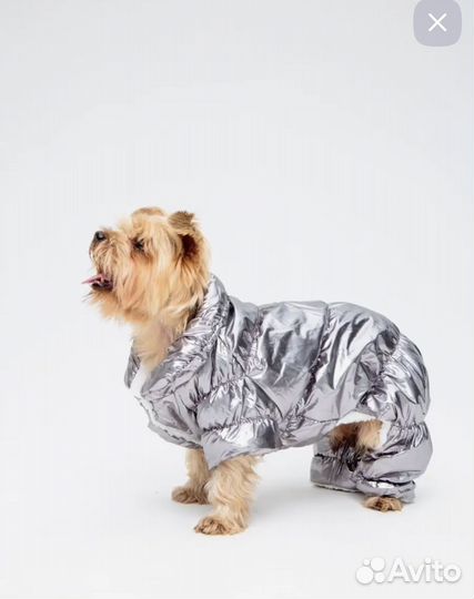 Одежда для собак