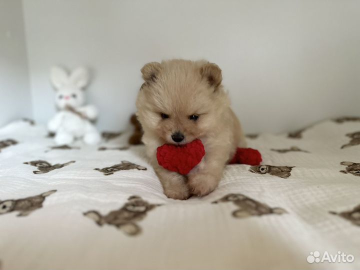 Щенки шпица