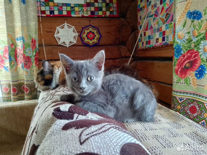 Кошка в дар