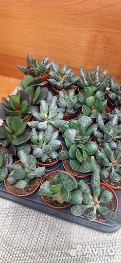 Адромискусы микс