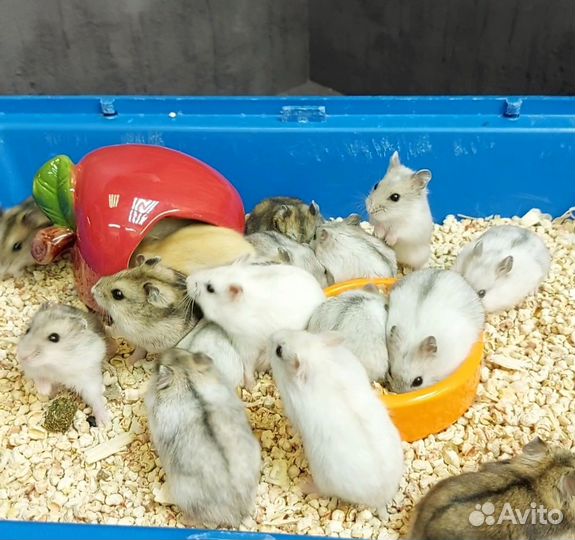 Джунгарский хомяк