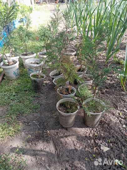 Можжевельник